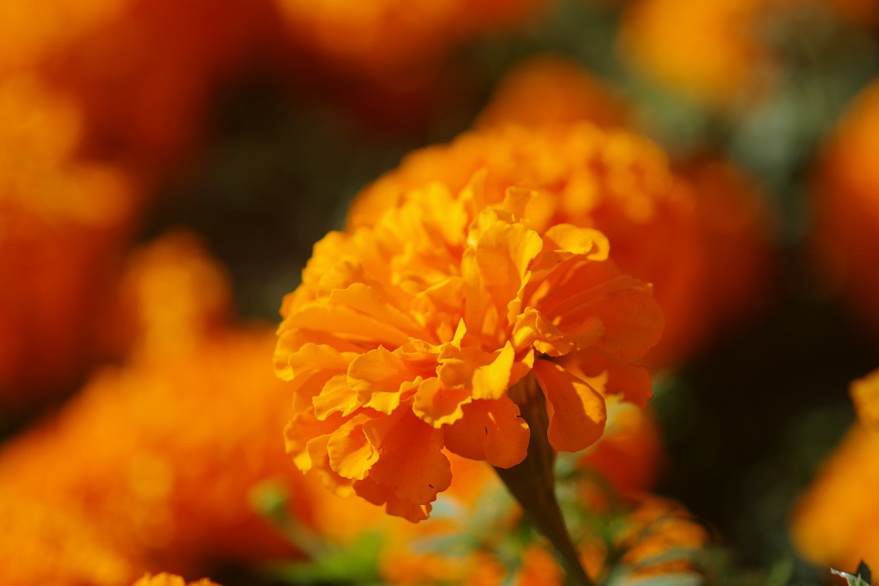 群馬県前橋市の群馬フラワーパークの花々