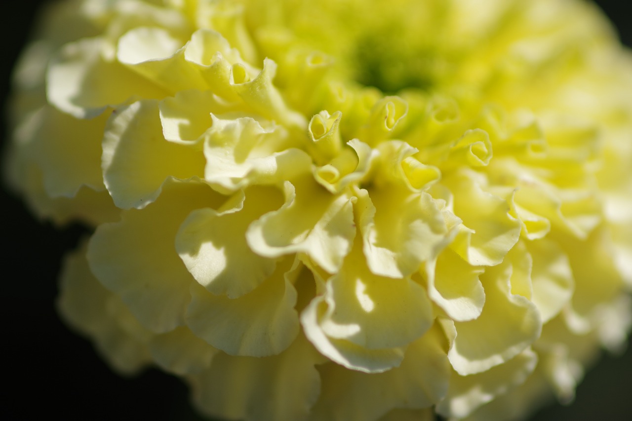 群馬県前橋市の群馬フラワーパークの花々