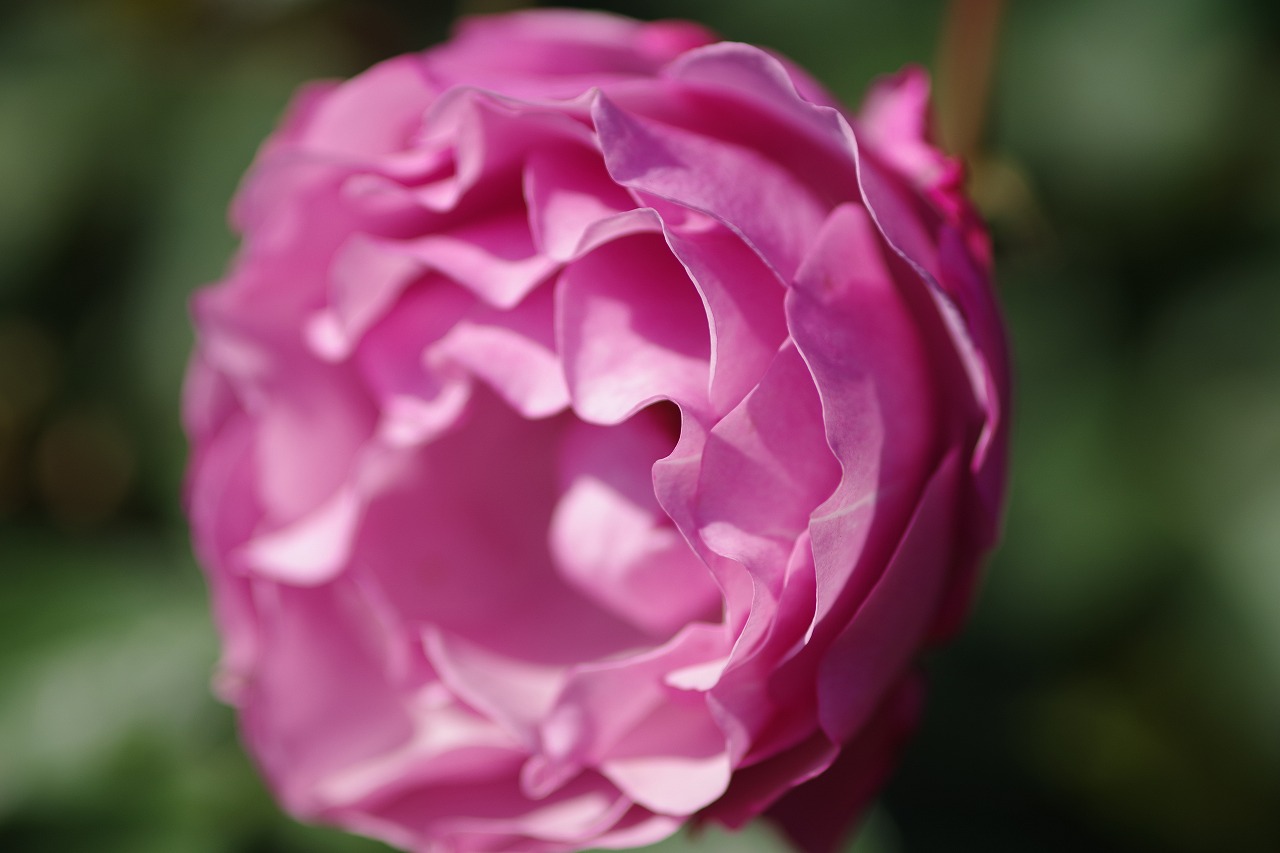 群馬県前橋市の群馬フラワーパークの花々