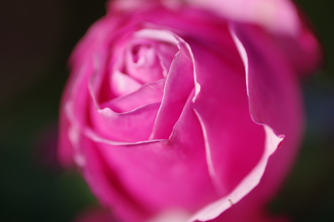 群馬県前橋市の群馬フラワーパークの花々