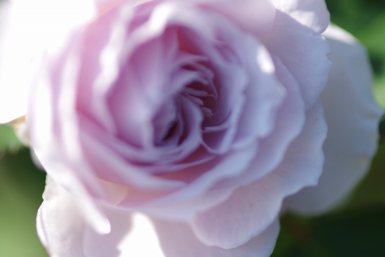 群馬県前橋市の群馬フラワーパークの花々