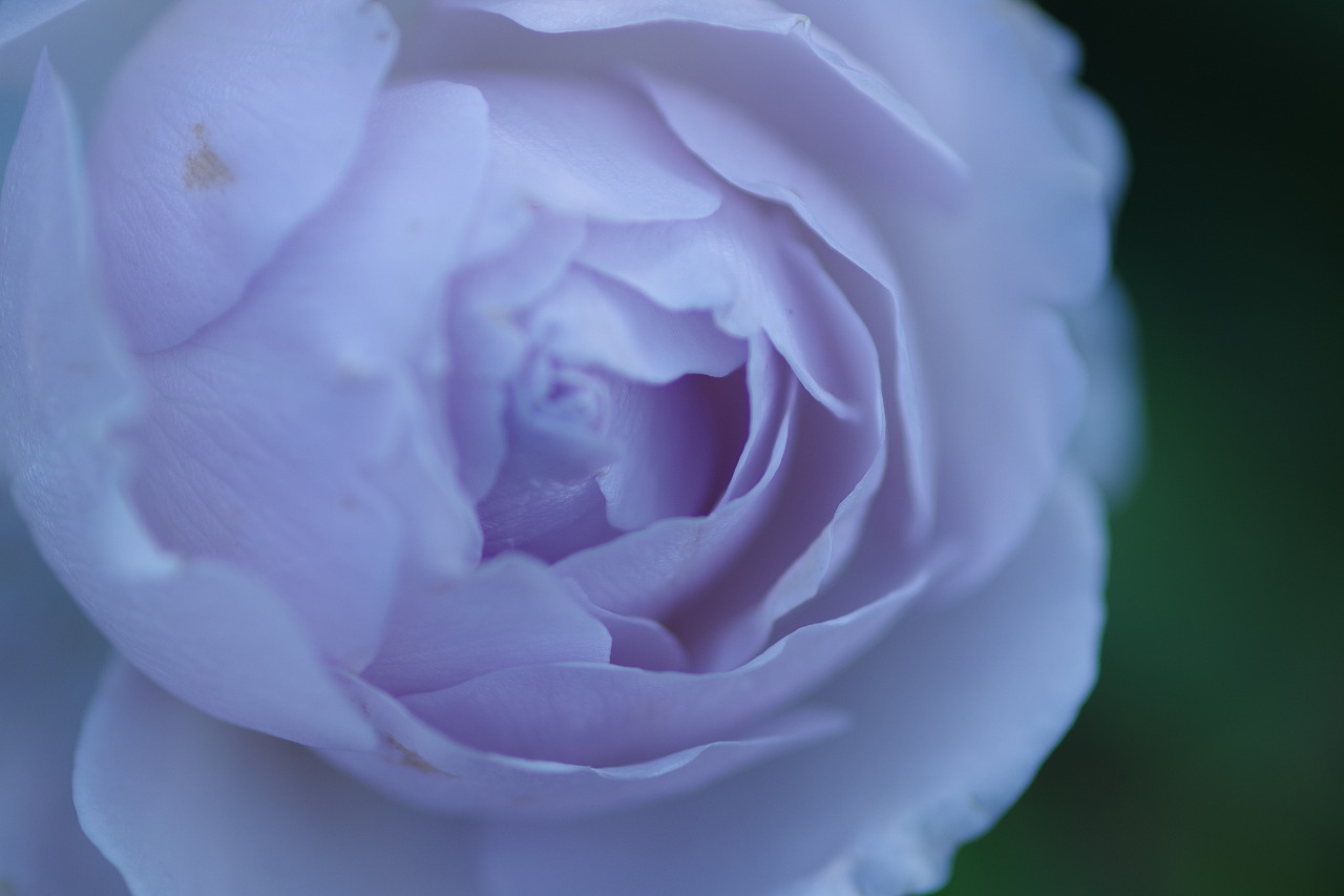 群馬県前橋市の群馬フラワーパークの花々