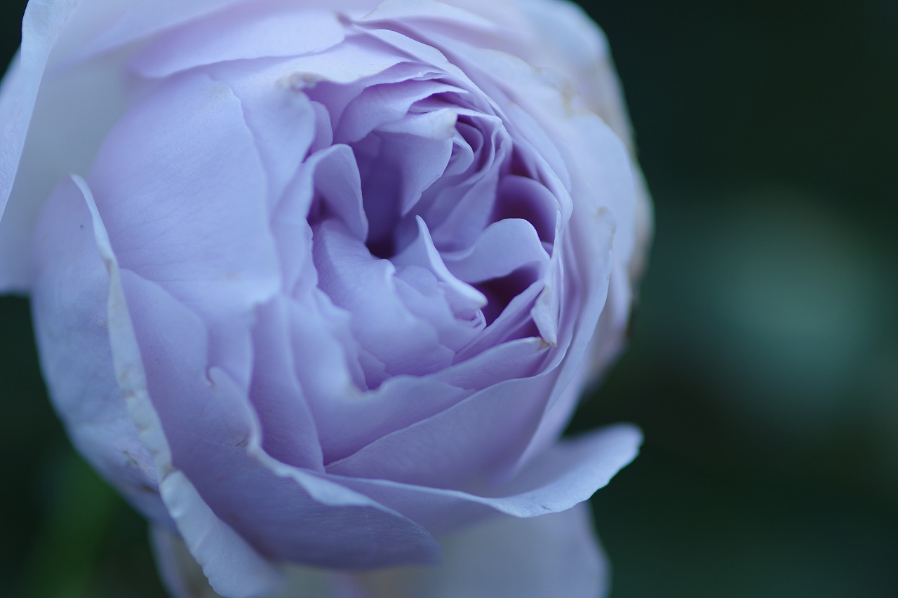 群馬県前橋市の群馬フラワーパークの花々