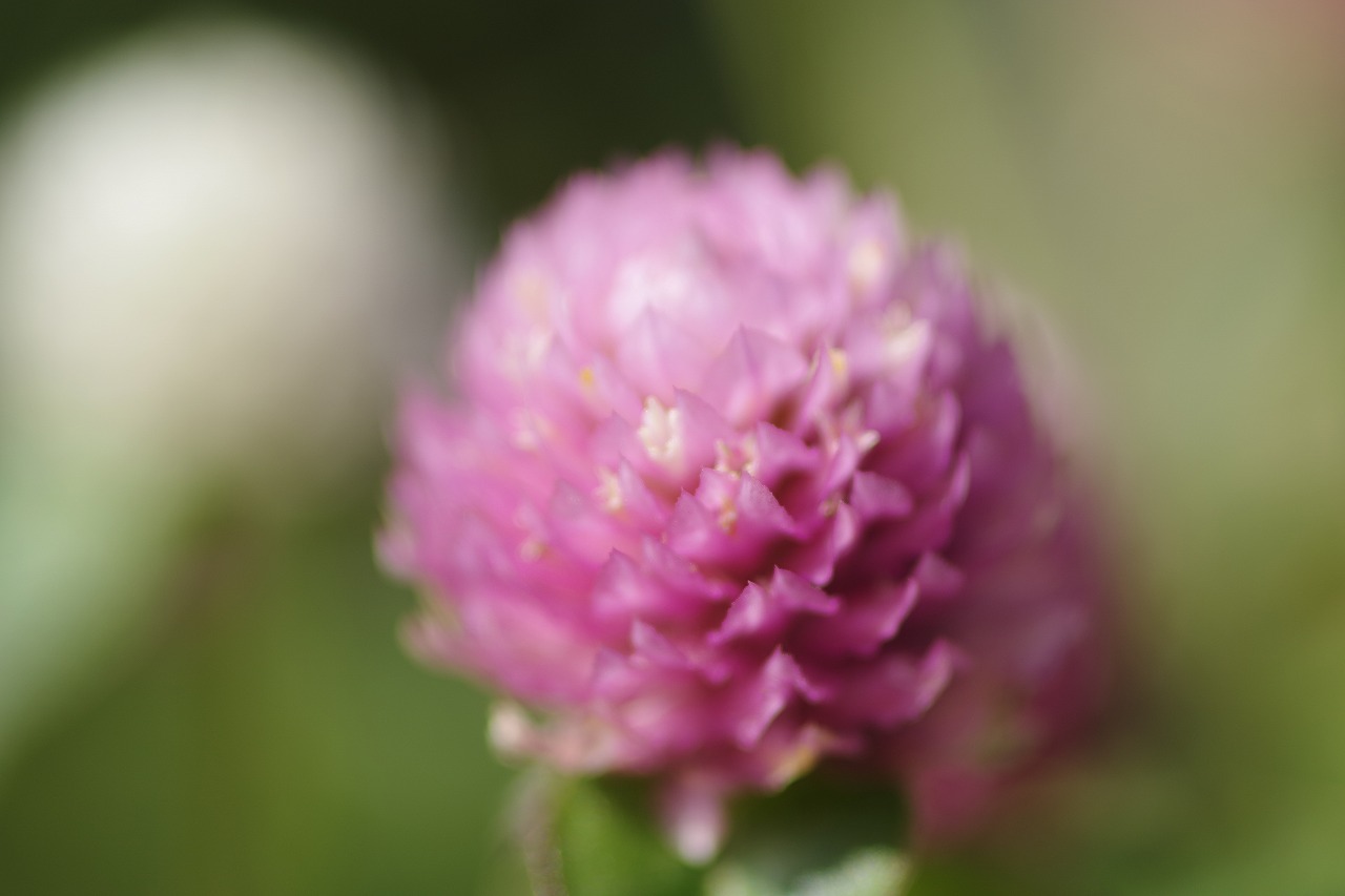 群馬県前橋市の群馬フラワーパークの花々