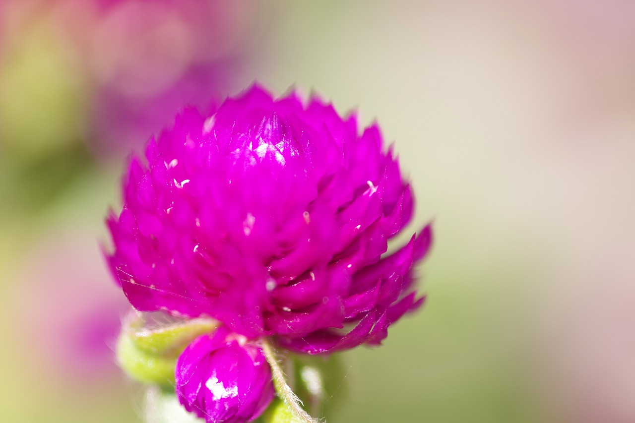 群馬県前橋市の群馬フラワーパークの花々
