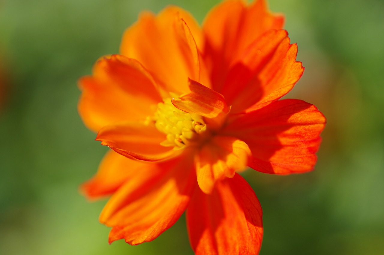 群馬県前橋市の群馬フラワーパークの花々