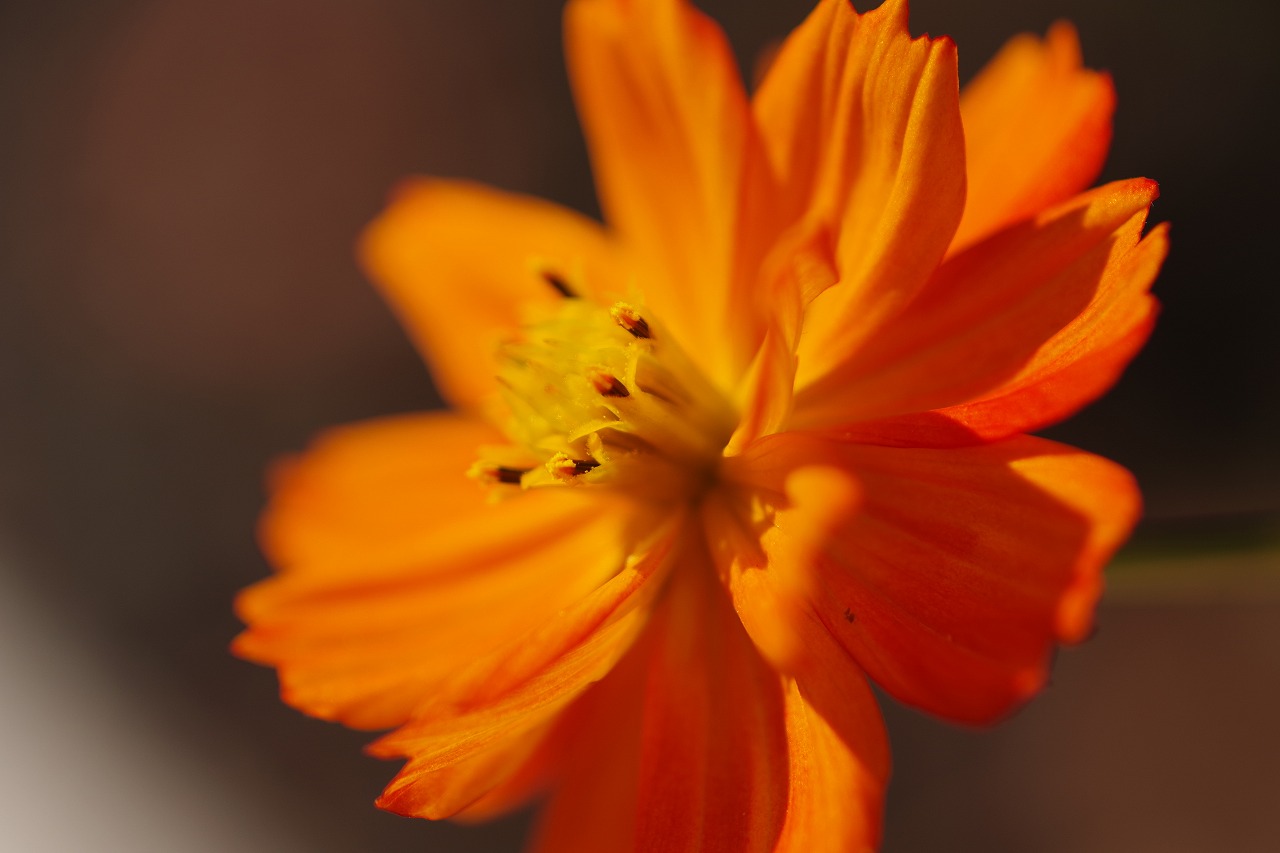 群馬県前橋市の群馬フラワーパークの花々