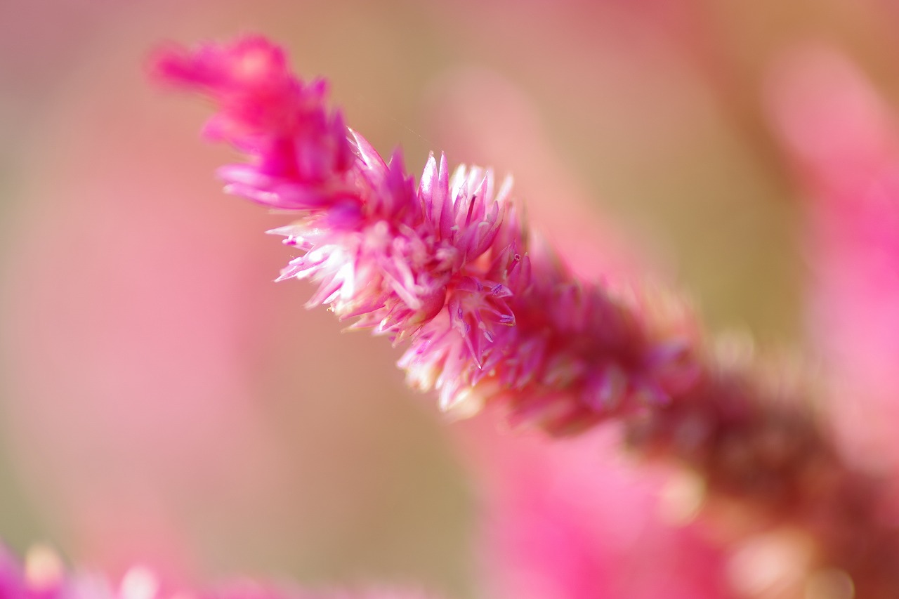 群馬県前橋市の群馬フラワーパークの花々