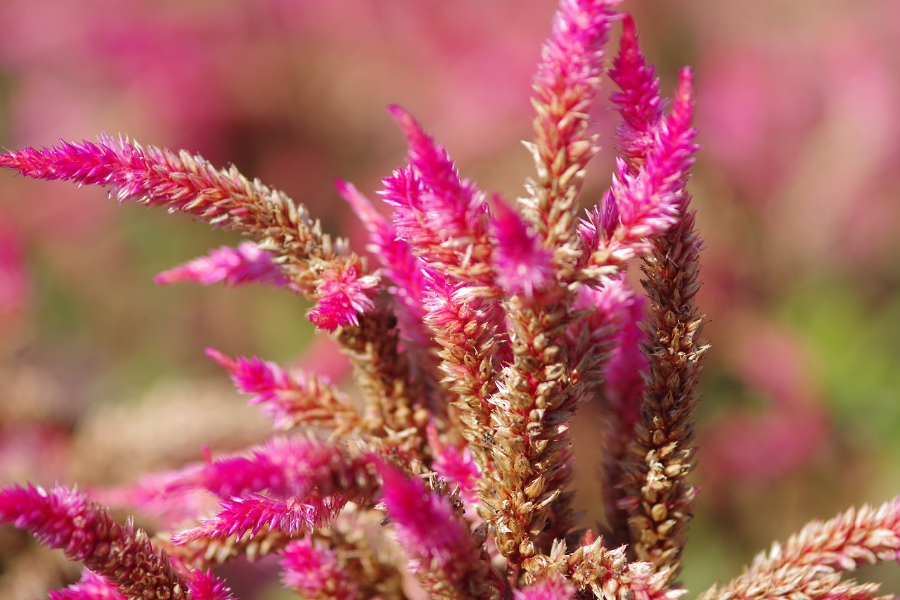 群馬県前橋市の群馬フラワーパークの花々