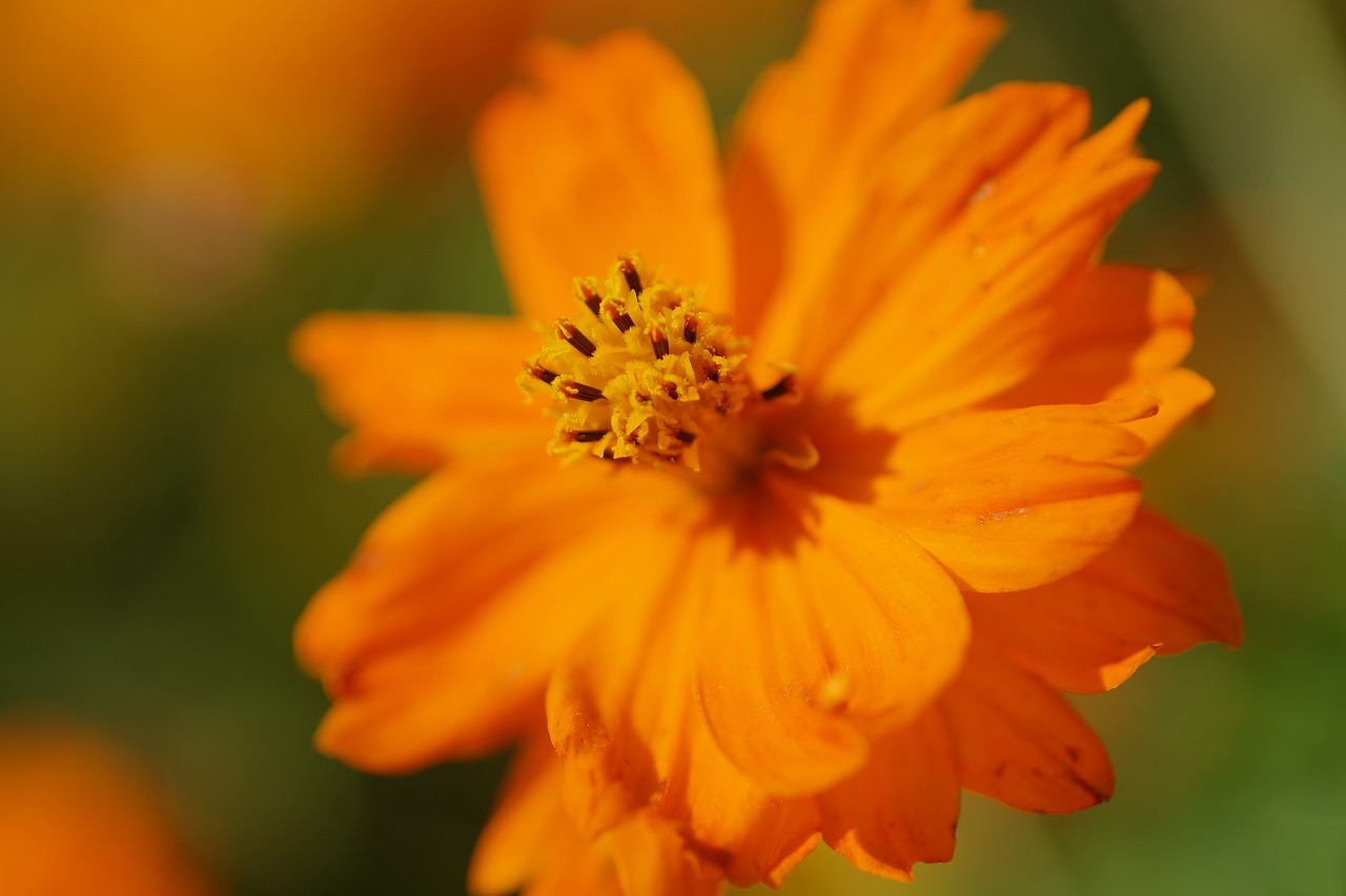 群馬県前橋市の群馬フラワーパークの花々