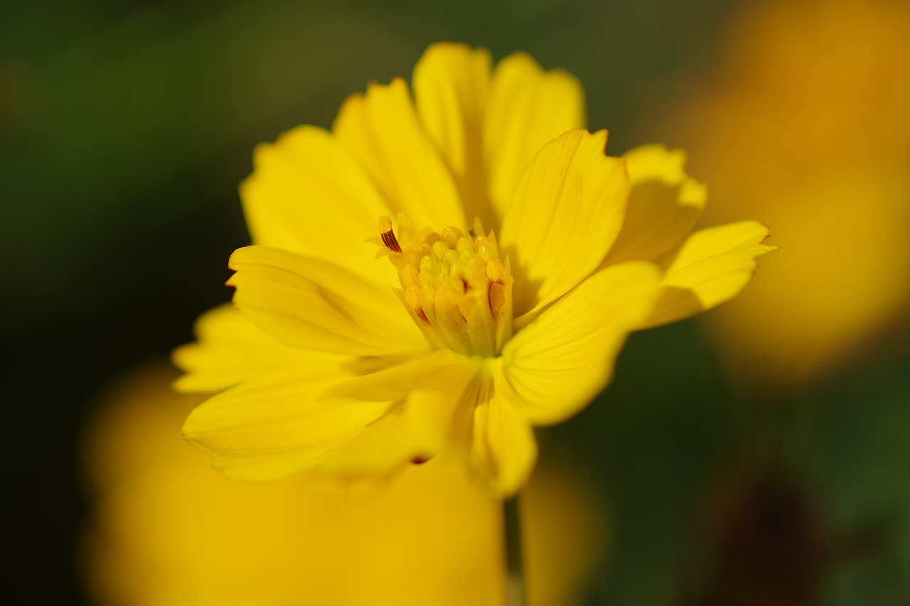 群馬県前橋市の群馬フラワーパークの花々