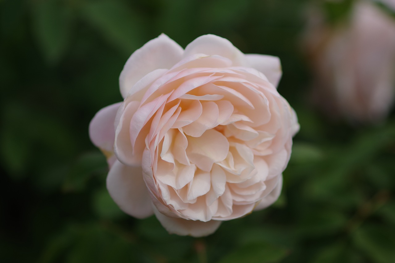 栃木県足利市のあしかがフラワーパークの花々