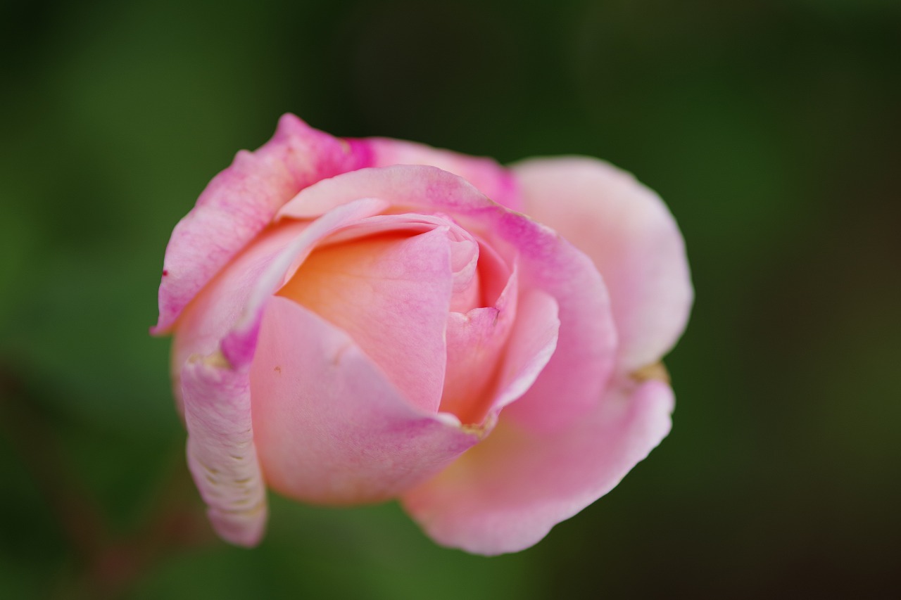 栃木県足利市のあしかがフラワーパークの花々