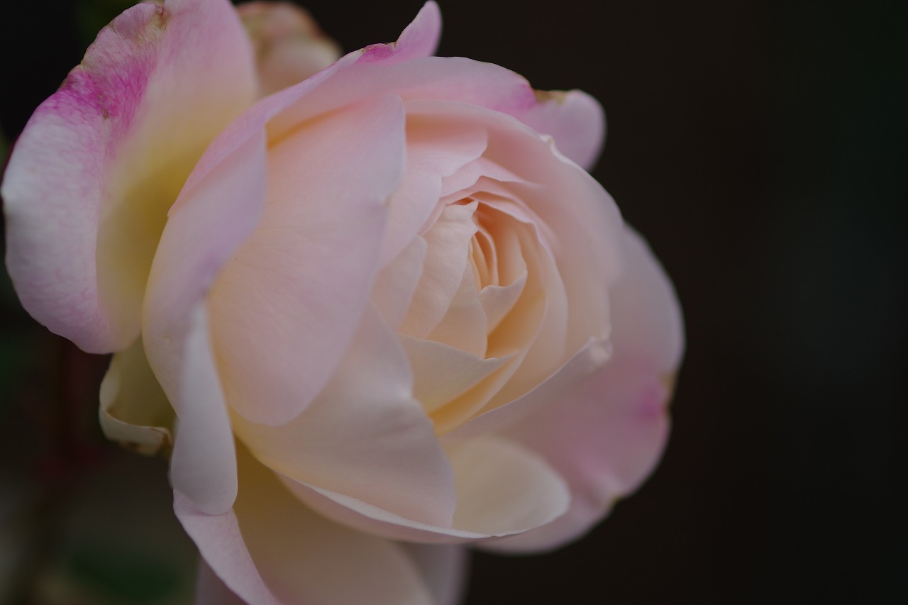 栃木県足利市のあしかがフラワーパークの花々
