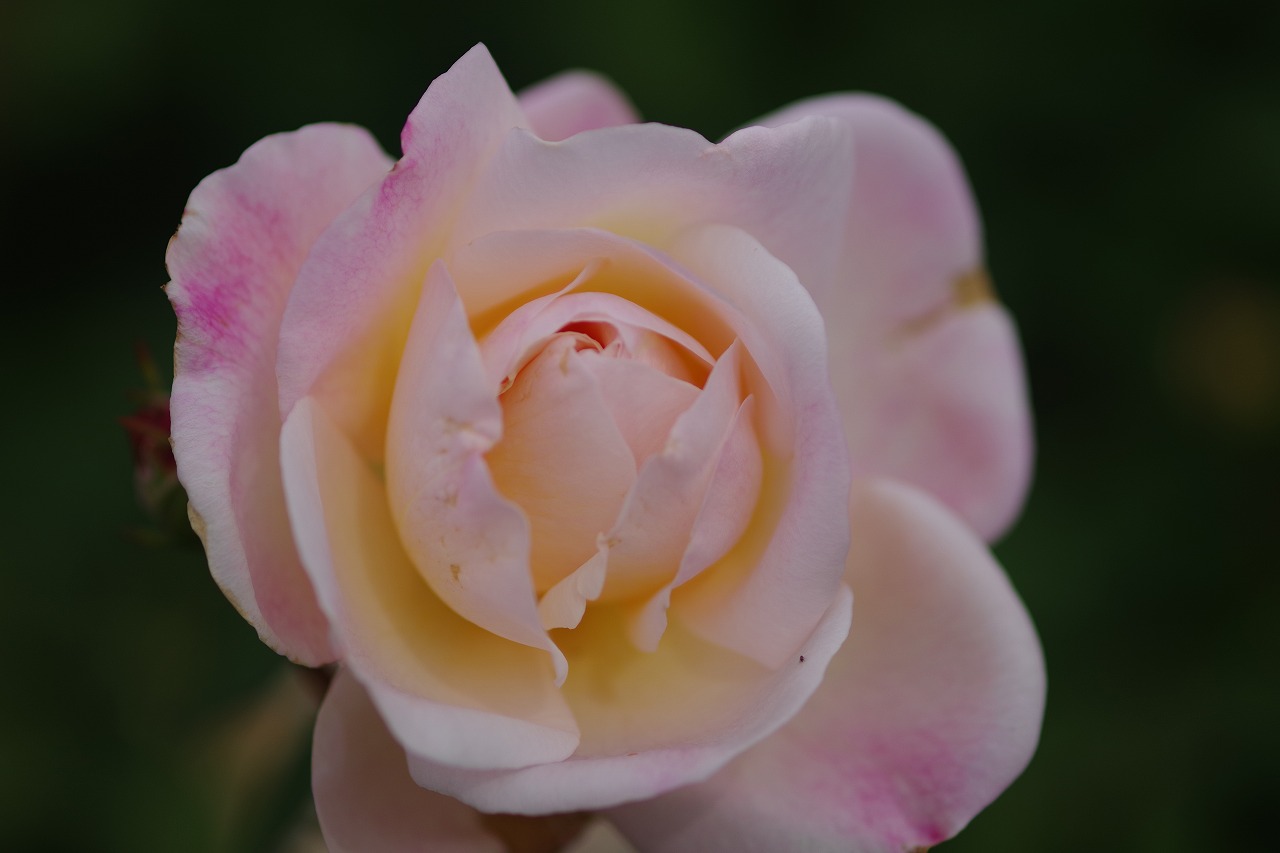 栃木県足利市のあしかがフラワーパークの花々
