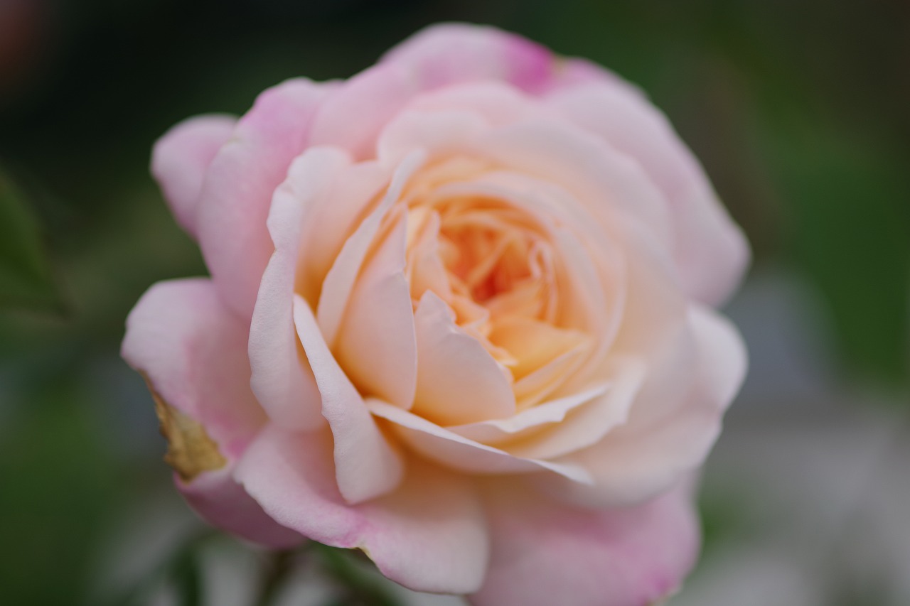 栃木県足利市のあしかがフラワーパークの花々