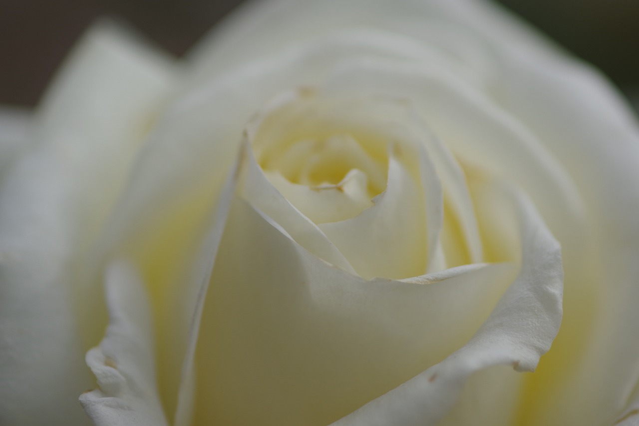 栃木県足利市のあしかがフラワーパークの花々