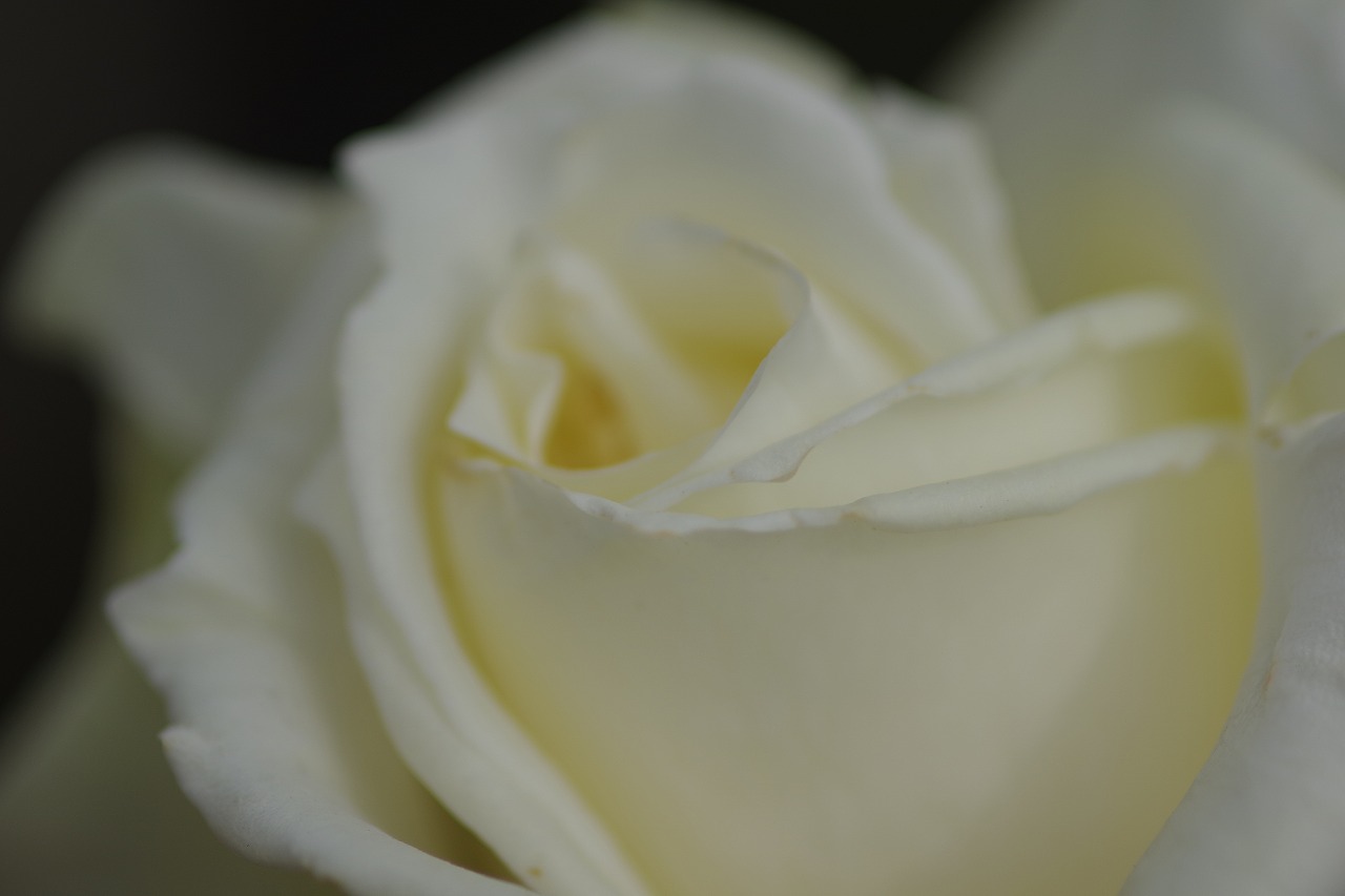 栃木県足利市のあしかがフラワーパークの花々