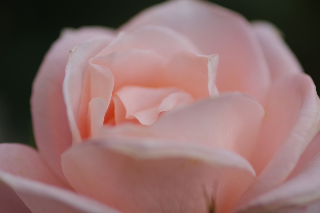 栃木県足利市のあしかがフラワーパークの花々