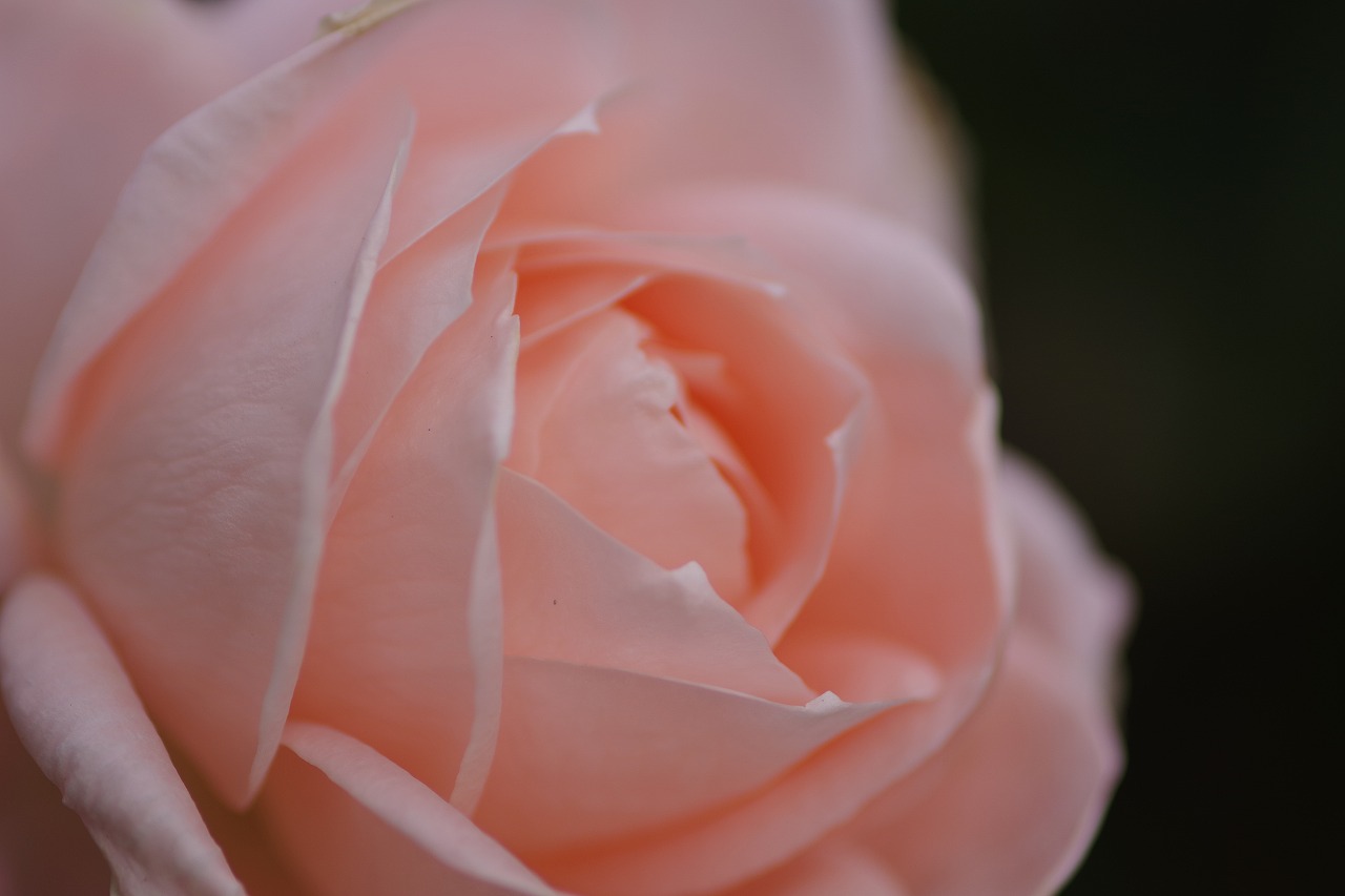 栃木県足利市のあしかがフラワーパークの花々