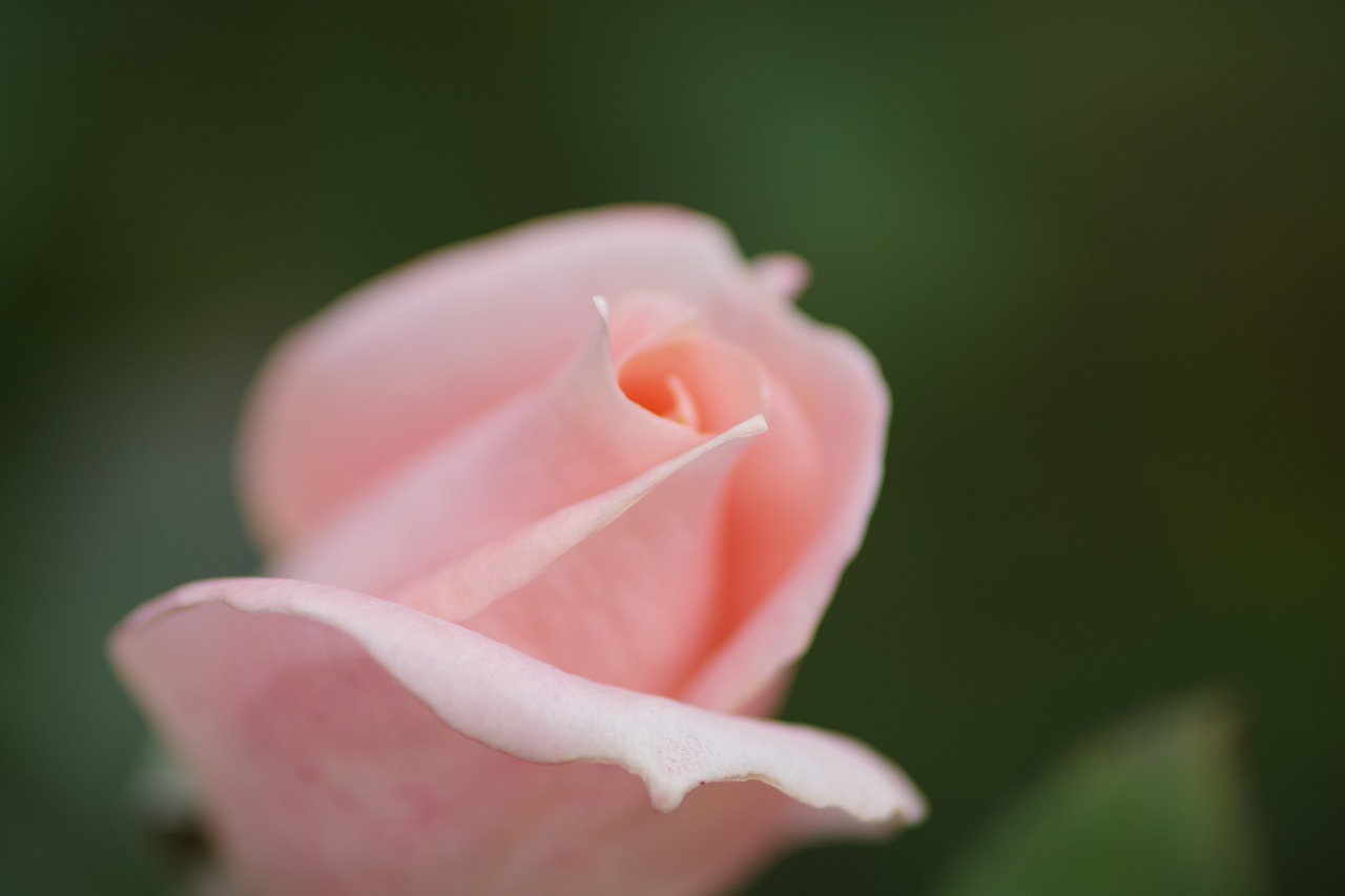 栃木県足利市のあしかがフラワーパークの花々