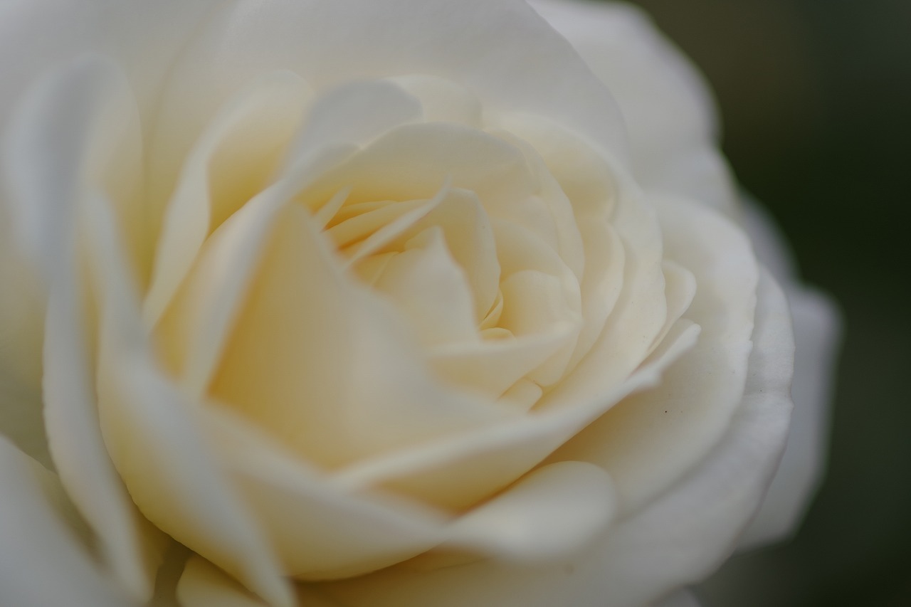 栃木県足利市のあしかがフラワーパークの花々