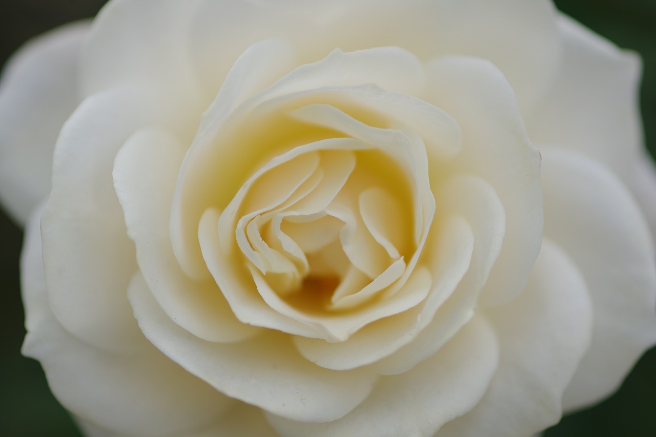 栃木県足利市のあしかがフラワーパークの花々