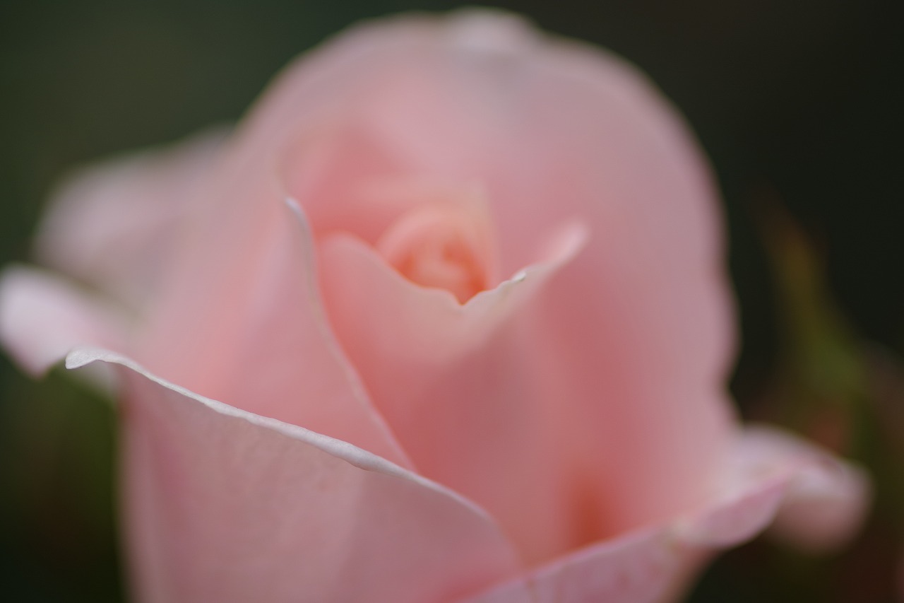栃木県足利市のあしかがフラワーパークの花々