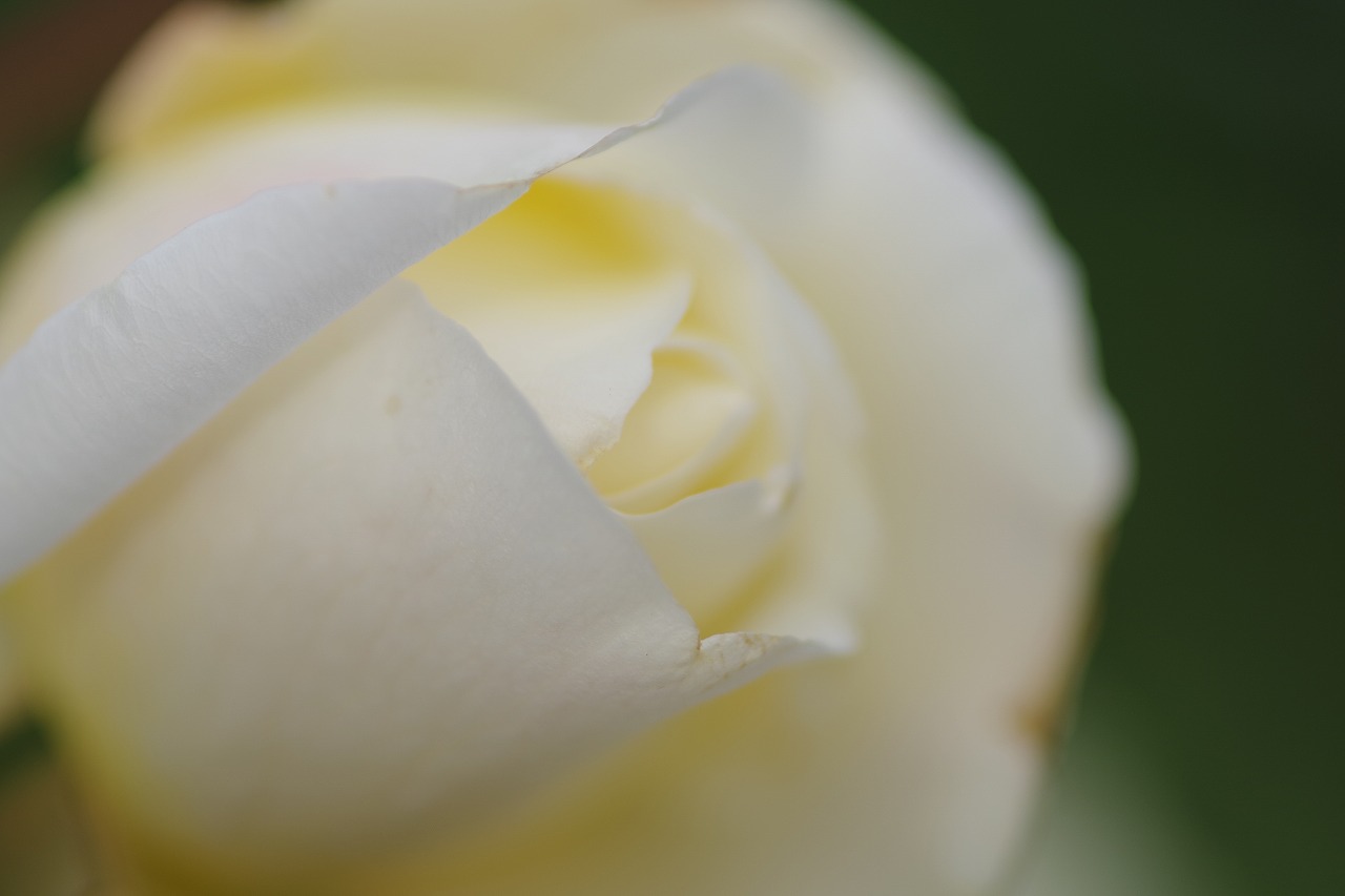 栃木県足利市のあしかがフラワーパークの花々