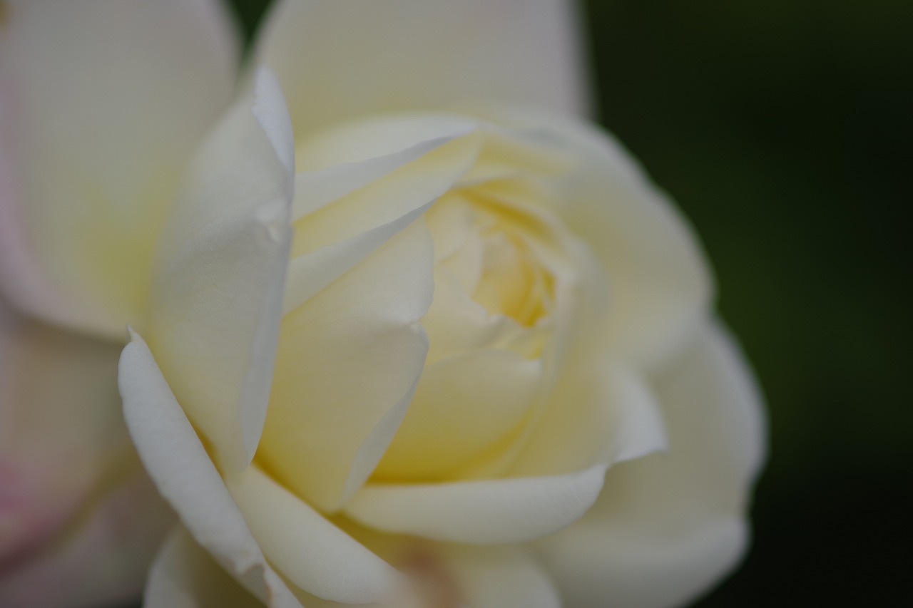栃木県足利市のあしかがフラワーパークの花々