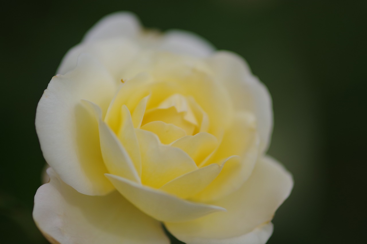 栃木県足利市のあしかがフラワーパークの花々