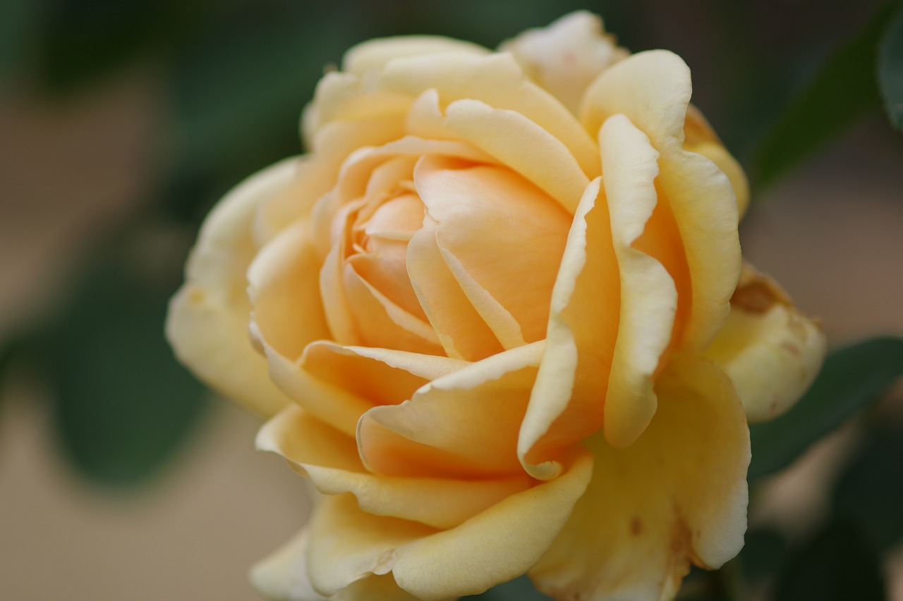 栃木県足利市のあしかがフラワーパークの花々