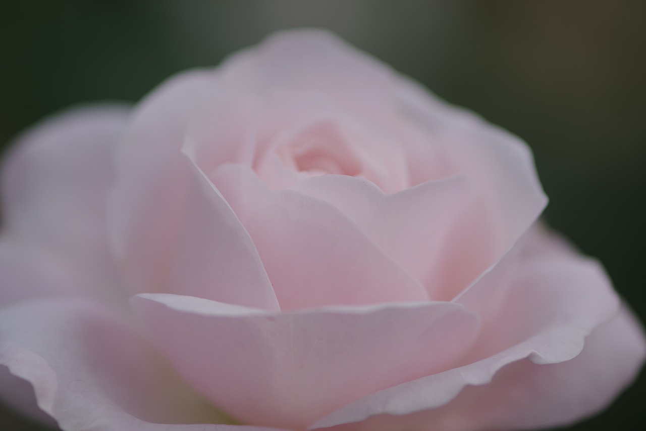 栃木県足利市のあしかがフラワーパークの花々