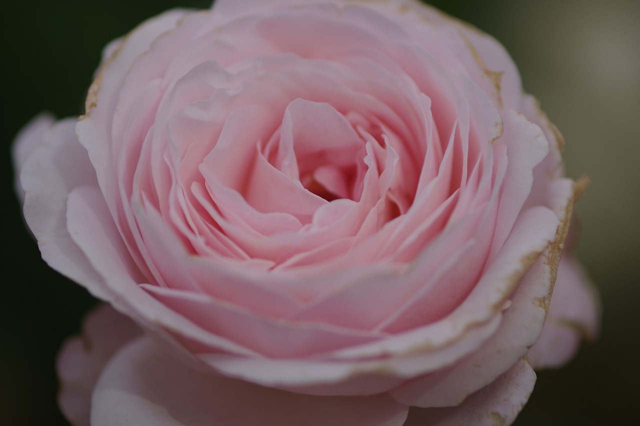 栃木県足利市のあしかがフラワーパークの花々