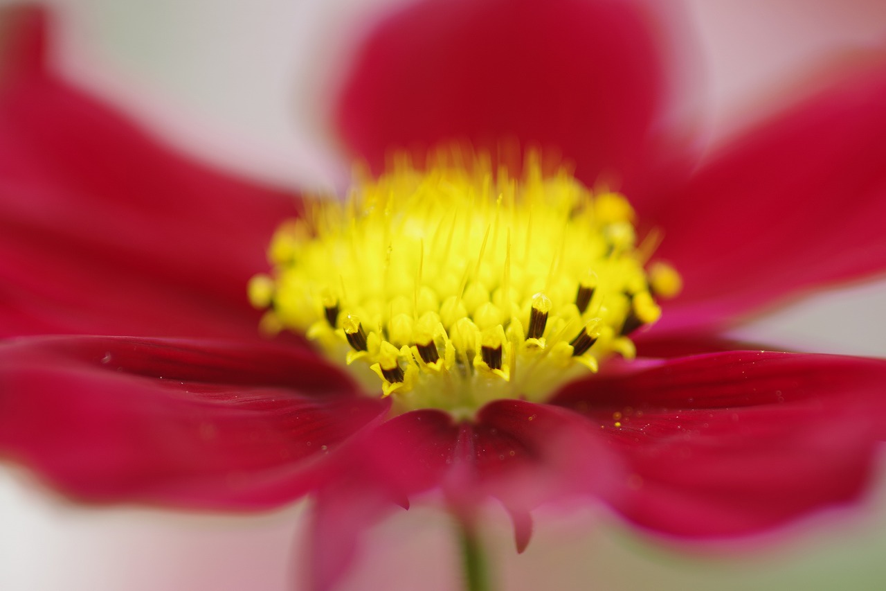 栃木県足利市のあしかがフラワーパークの花々