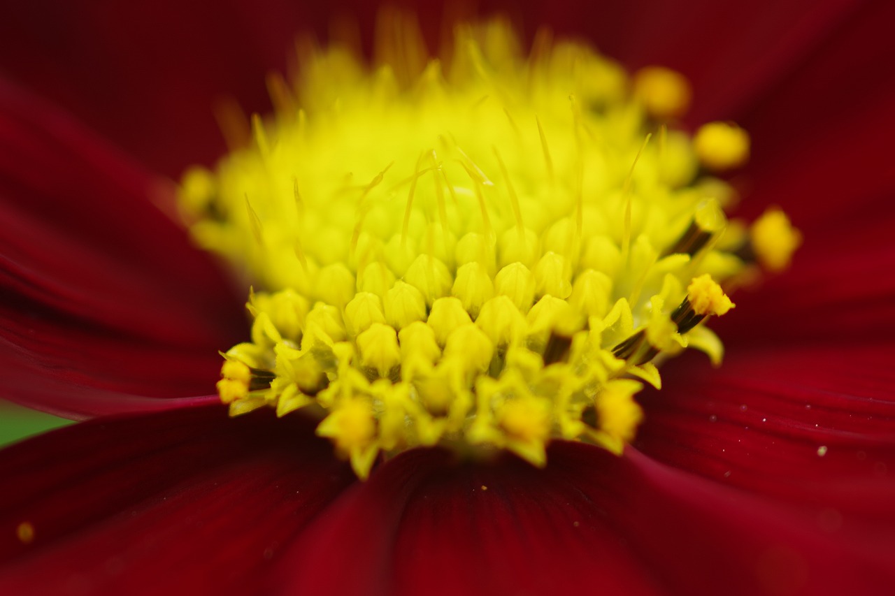 栃木県足利市のあしかがフラワーパークの花々