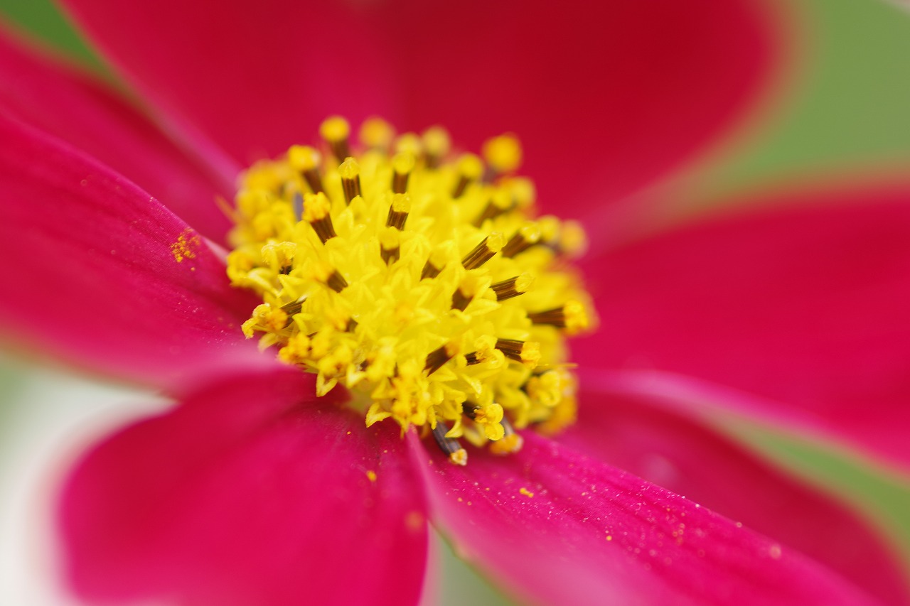 栃木県足利市のあしかがフラワーパークの花々