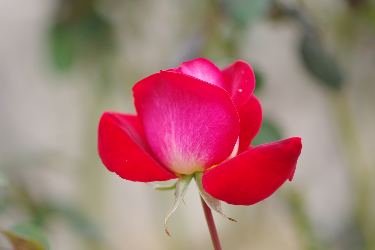 群馬県前橋市の敷島公園のバラ園