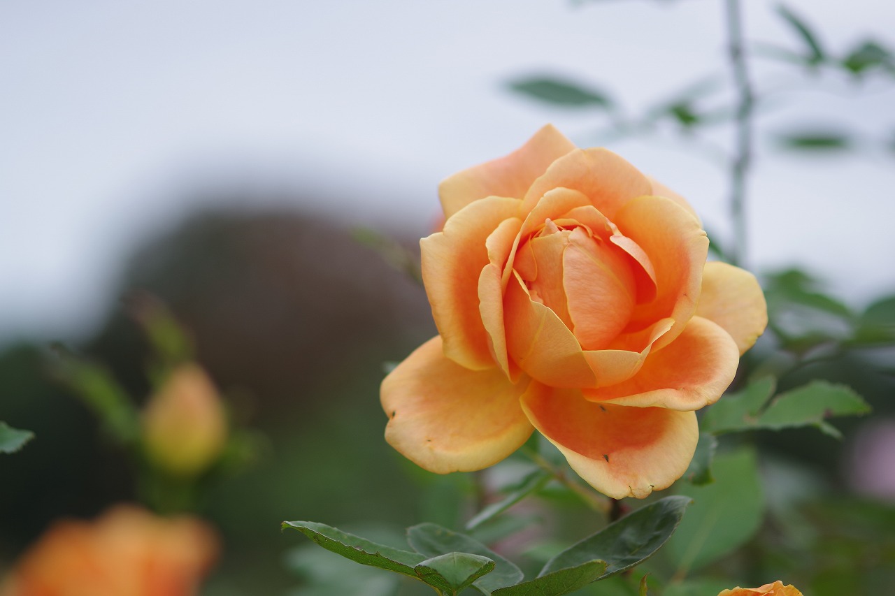 群馬県前橋市の敷島公園のバラ園