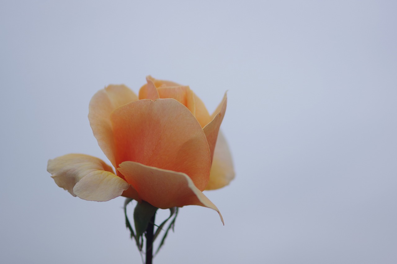 群馬県前橋市の敷島公園のバラ園