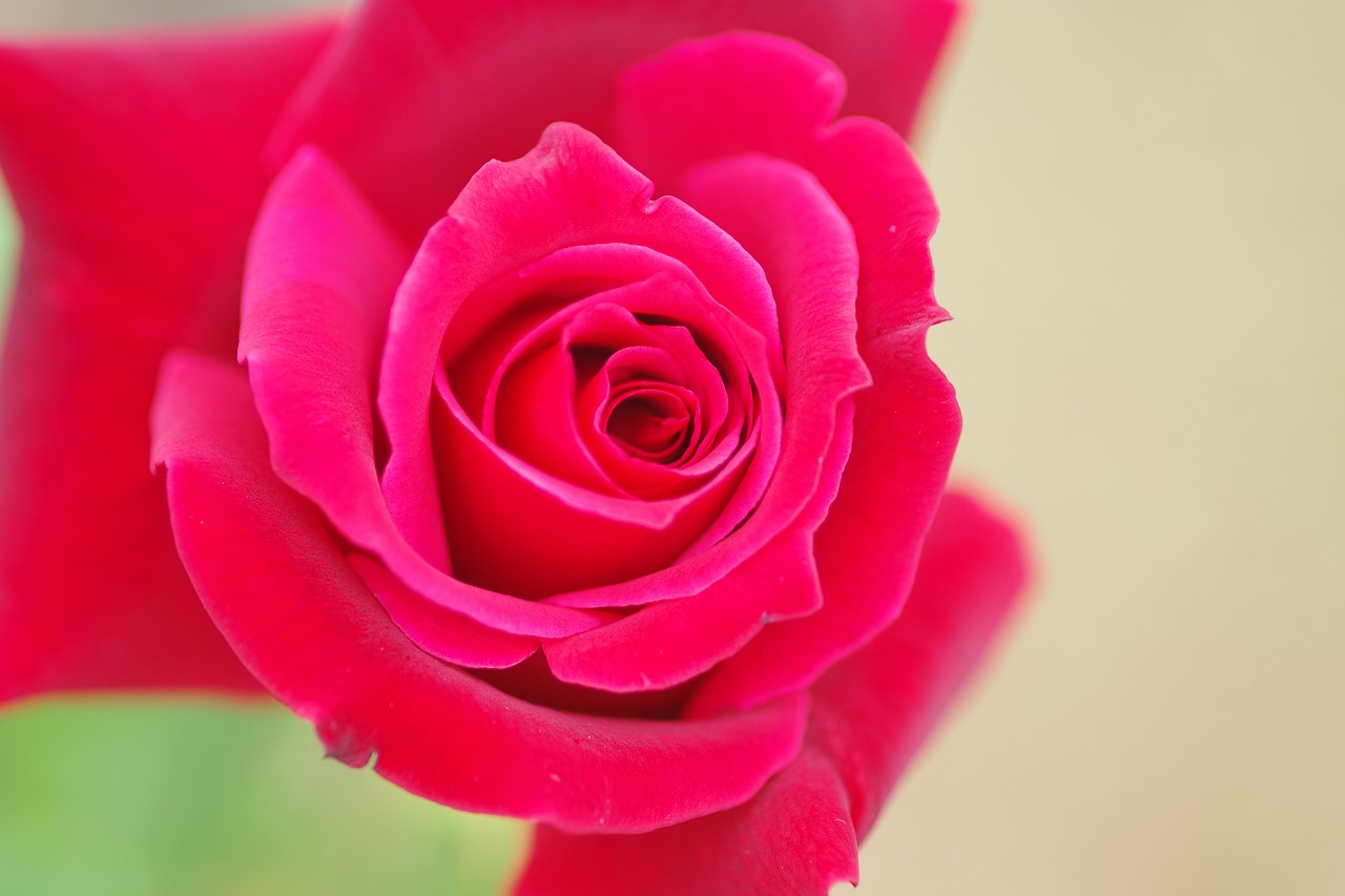 群馬県前橋市の敷島公園のバラ園