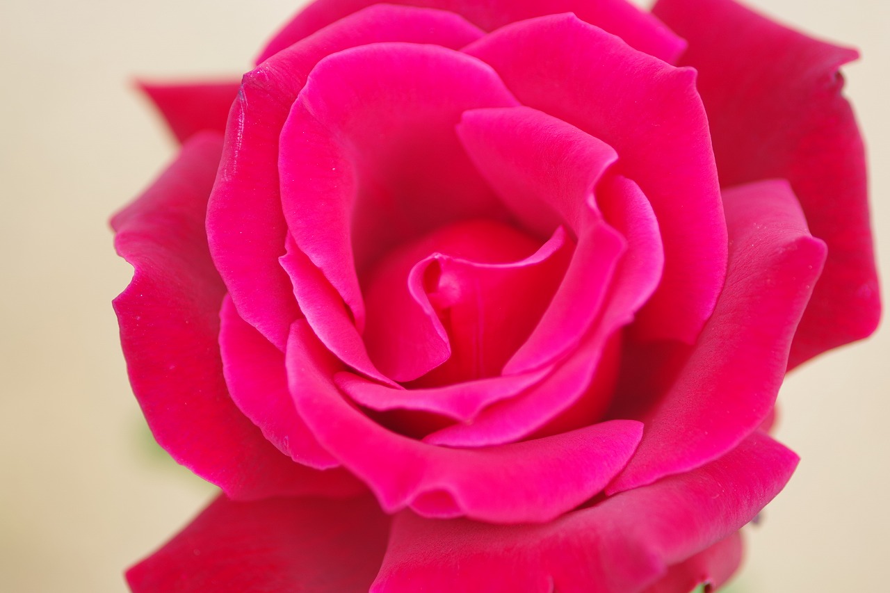 群馬県前橋市の敷島公園のバラ園