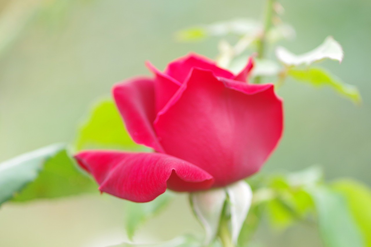 群馬県前橋市の敷島公園のバラ園