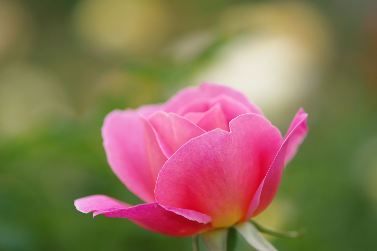 群馬県前橋市の敷島公園のバラ園