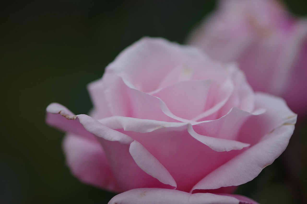 群馬県前橋市の敷島公園のバラ園