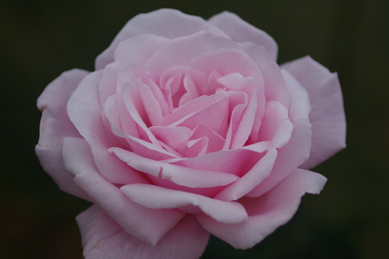 群馬県前橋市の敷島公園のバラ園