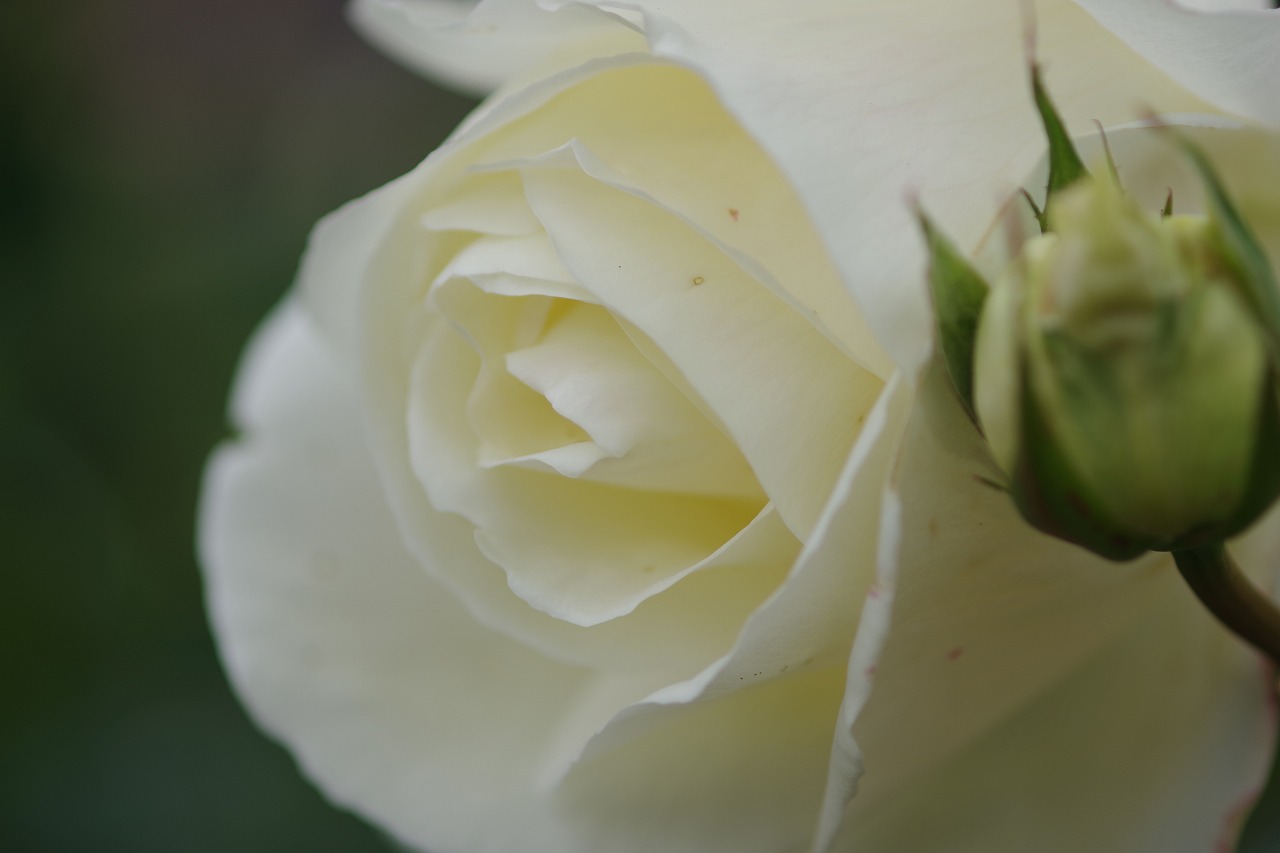 群馬県前橋市の敷島公園のバラ園