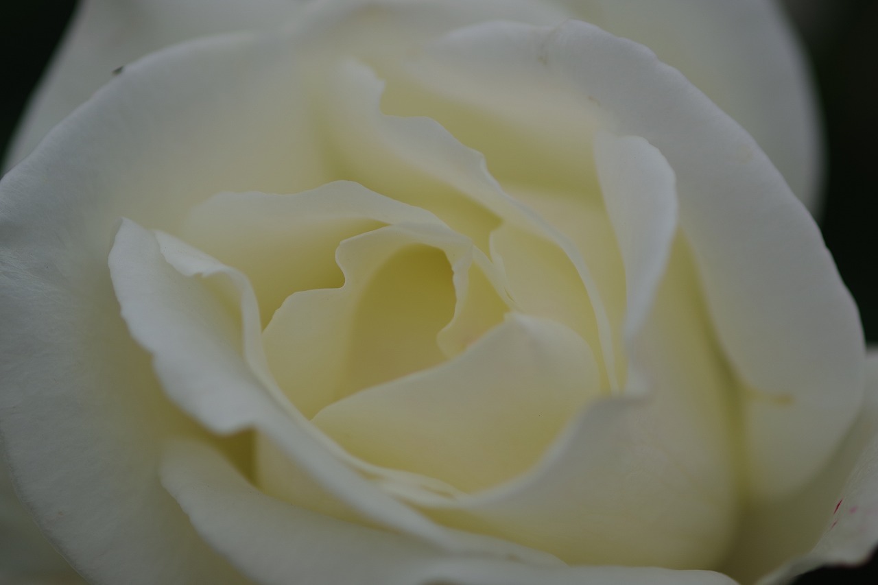 群馬県前橋市の敷島公園のバラ園