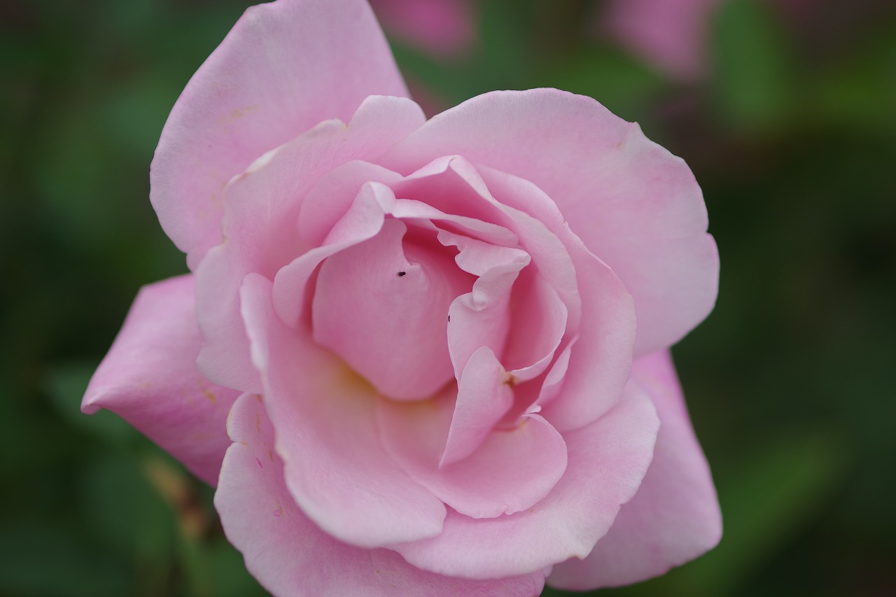 群馬県前橋市の敷島公園のバラ園