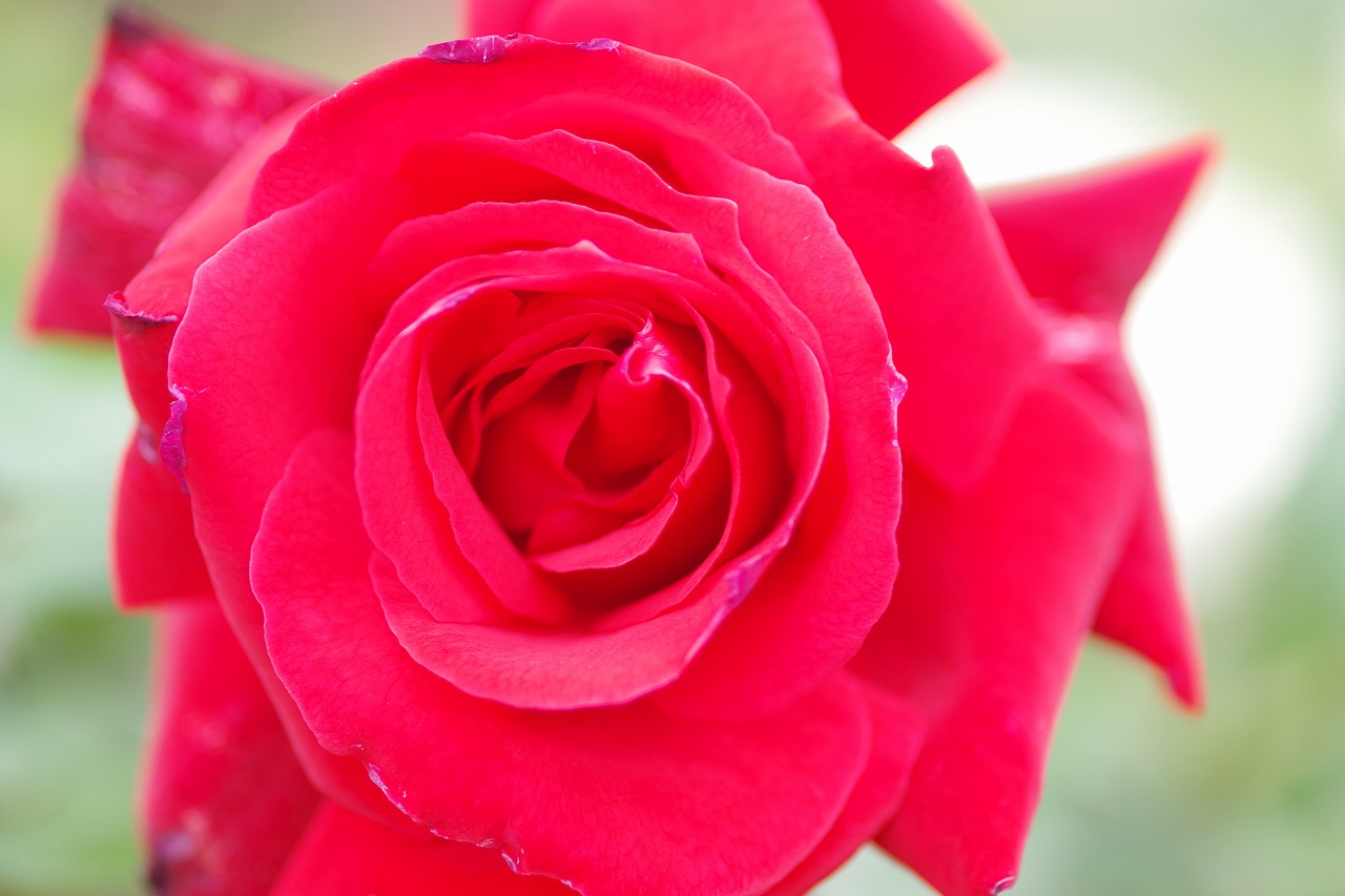 群馬県前橋市の敷島公園のバラ園